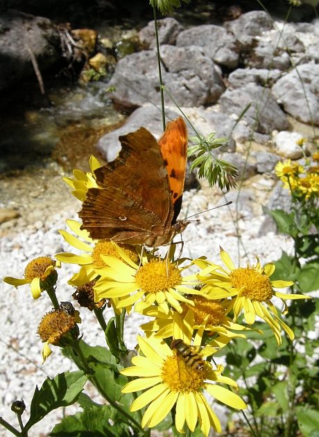 Polygonia c-album